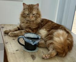 Lost Male Cat last seen By our back door, Steppingley, England MK45