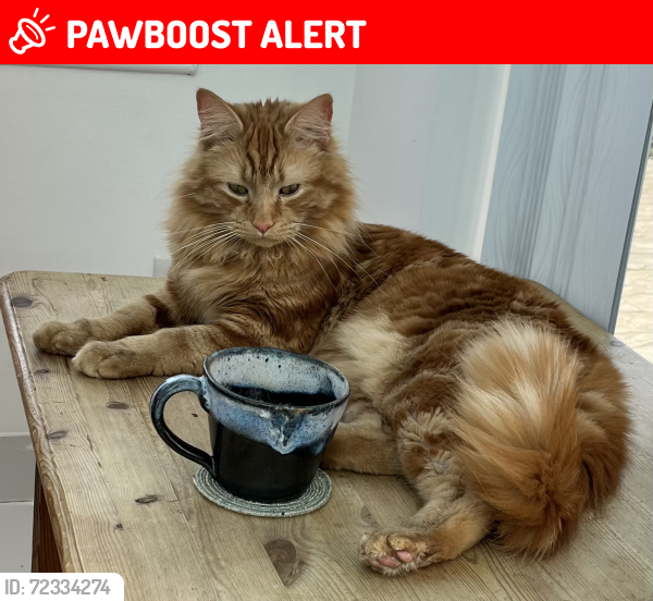 Lost Male Cat last seen By our back door, Steppingley, England MK45
