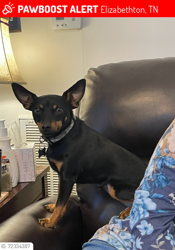Lost Male Dog last seen Across from Pals in elizabethton , Elizabethton, TN 37643