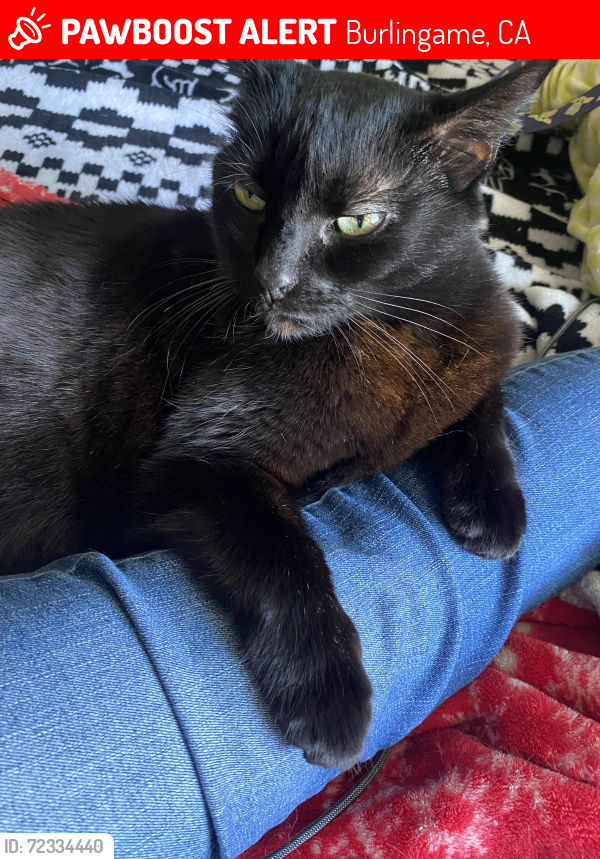 Lost Female Cat last seen Hunt drive , Burlingame, CA 94010