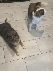 Lost Male Dog last seen County 2300 and crown ridge , Midland, TX 79705
