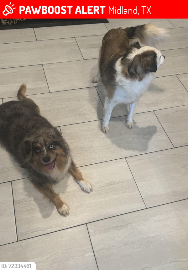 Lost Male Dog last seen County 2300 and crown ridge , Midland, TX 79705