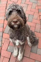 Lost Female Dog last seen Near Hubble Rd, Cincinnati, OH 45247, Cincinnati, OH 45247