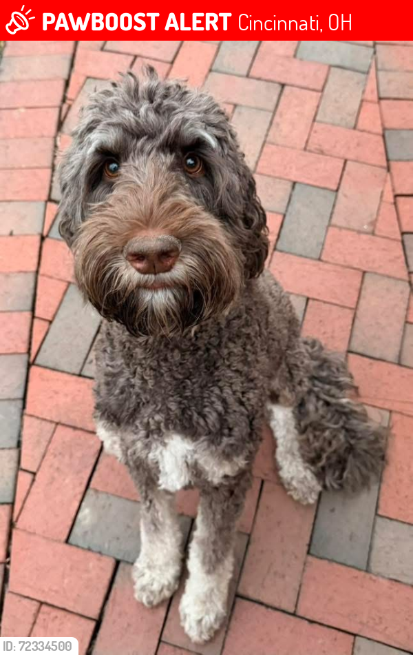 Lost Female Dog last seen Near Hubble Rd, Cincinnati, OH 45247, Cincinnati, OH 45247