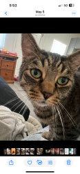 Lost Male Cat last seen Hayden and E McCormick Pky, Scottsdale, AZ 85258