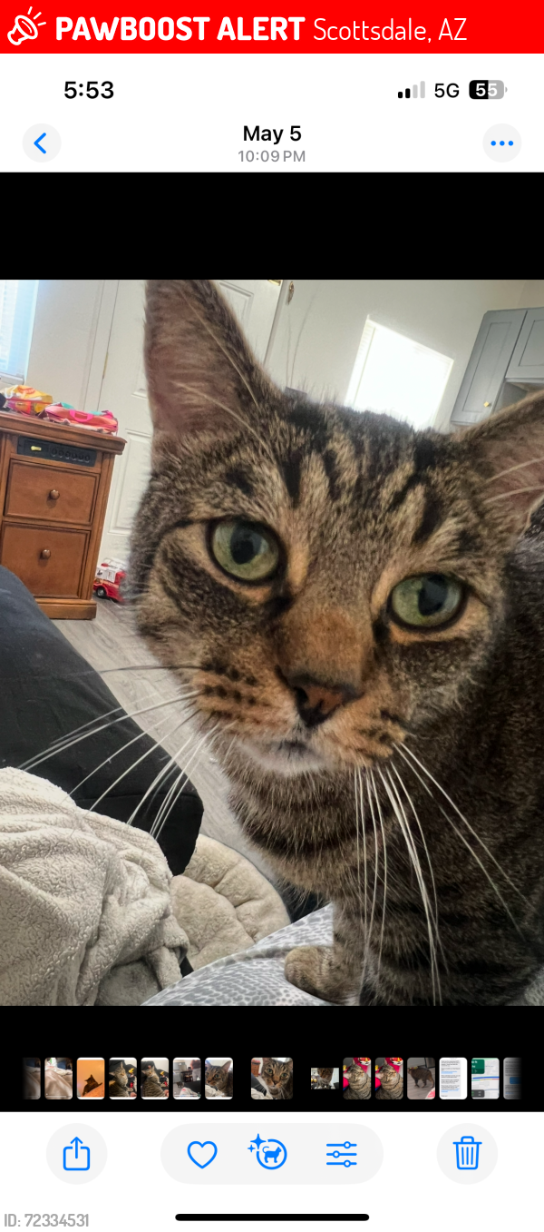 Lost Male Cat last seen Hayden and E McCormick Pky, Scottsdale, AZ 85258