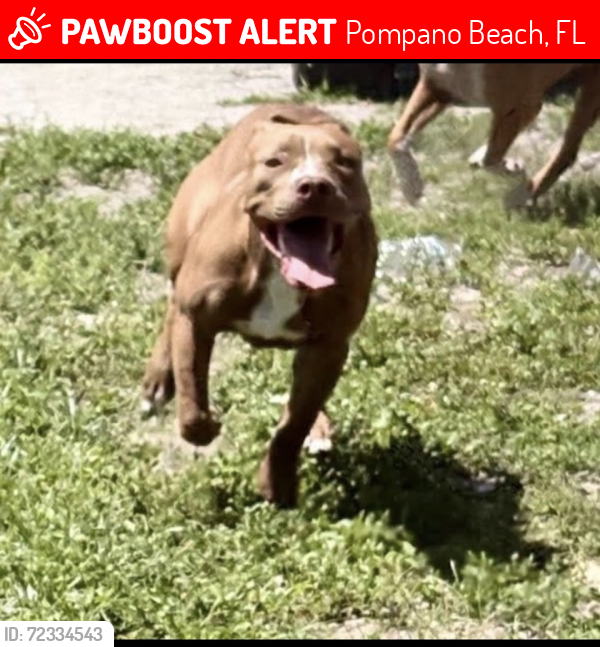 Lost Male Dog last seen 4th & 31st street , Pompano Beach, FL 33069