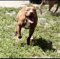 Lost Male Dog last seen 4th & 31st street , Pompano Beach, FL 33069