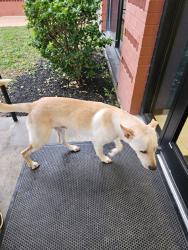 Reunited Male Dog last seen Near W Bellfort Ave, Houston, TX 77031, USA, Houston, TX 77031