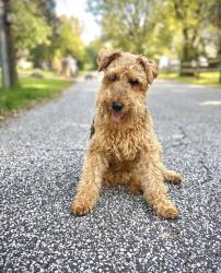 Lost Female Dog last seen Behind my hse , Edgewater, MD 21037