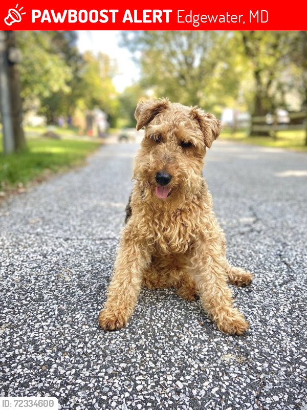 Lost Female Dog last seen Behind my hse , Edgewater, MD 21037