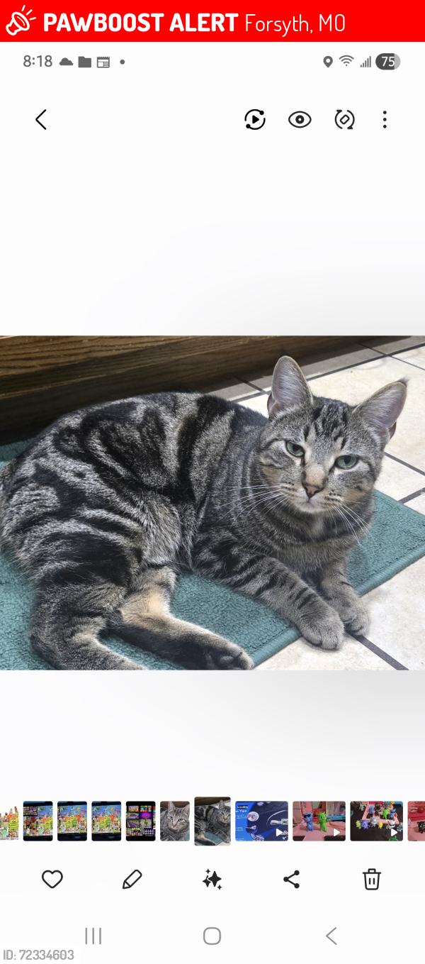 Lost Male Cat last seen Forsyth, valley view village, Forsyth, MO 65653