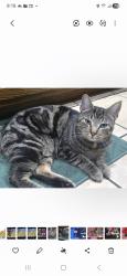 Lost Male Cat last seen Forsyth, valley view village, Forsyth, MO 65653