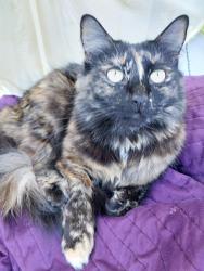 Lost Female Cat last seen Walnut, Sacramento, CA 95841