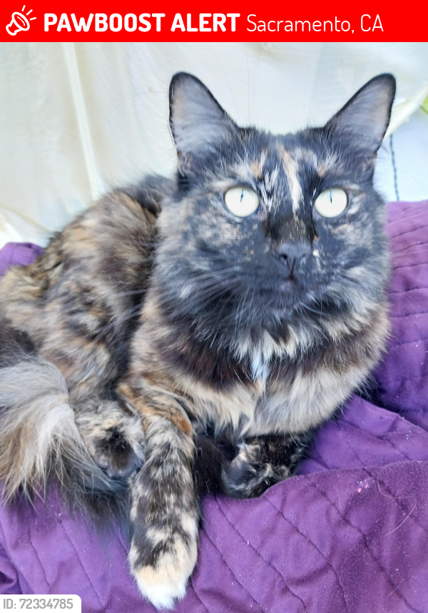 Lost Female Cat last seen Walnut, Sacramento, CA 95841