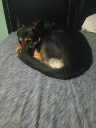 Lost Female Dog last seen Fm507, Harlingen, TX 78550