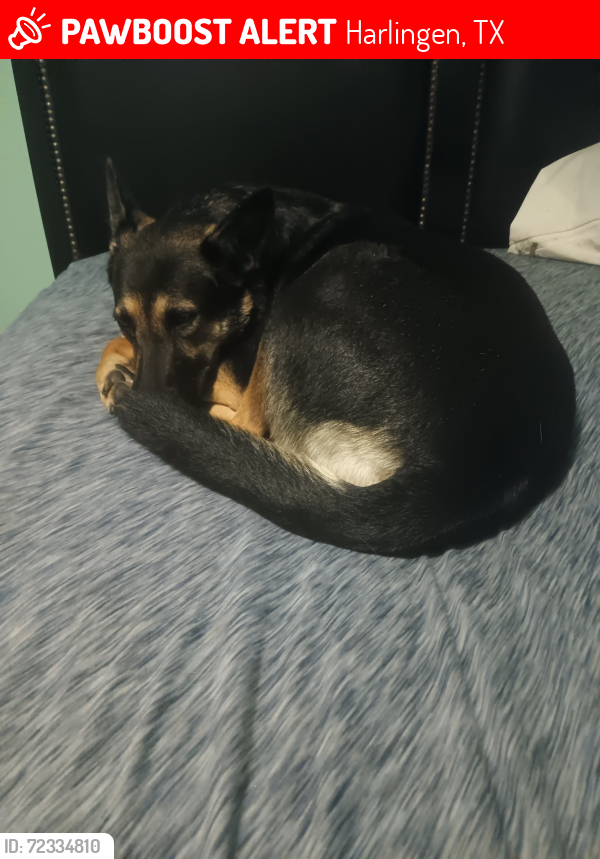 Lost Female Dog last seen Fm507, Harlingen, TX 78550