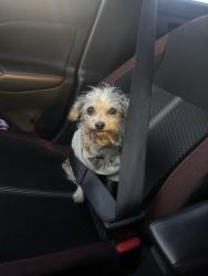 Lost Female Dog last seen Bass Pro Park near the dock, Independence, MO 64055
