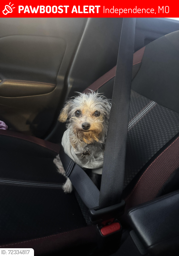 Lost Female Dog last seen Bass Pro Park near the dock, Independence, MO 64055