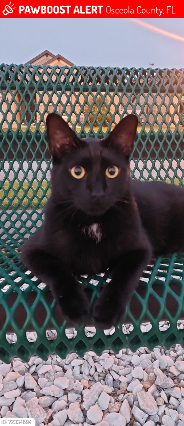 Lost Male Cat last seen Last seen on Tuesday, Dec 2nd at Doral Park Ave and Pointe Place Ave in Kissimmee, FL, Osceola County, FL 34758
