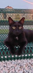 Lost Male Cat last seen Last seen on Tuesday, Dec 2nd at Doral Park Ave and Pointe Place Ave in Kissimmee, FL, Osceola County, FL 34758