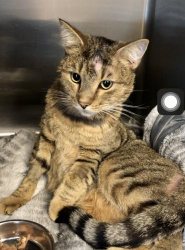 Lost Male Cat last seen Spring Branch trail and Spring Branch Road , Montgomery, TX 77316