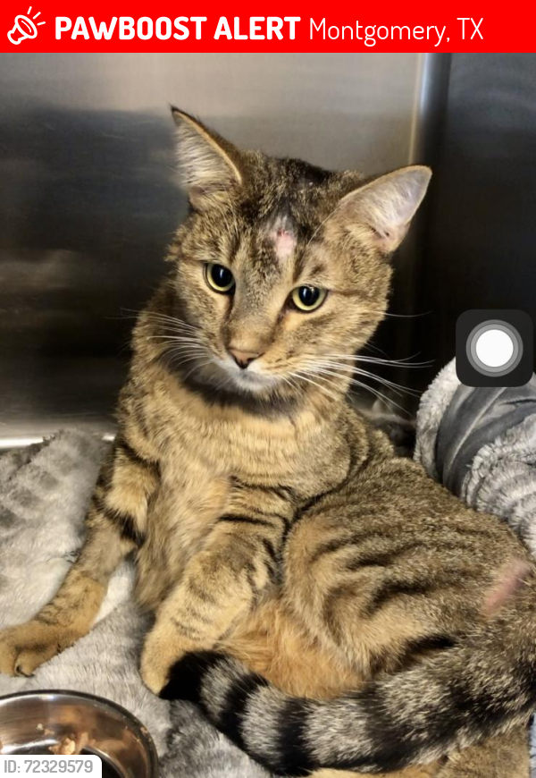 Lost Male Cat last seen Spring Branch trail and Spring Branch Road , Montgomery, TX 77316