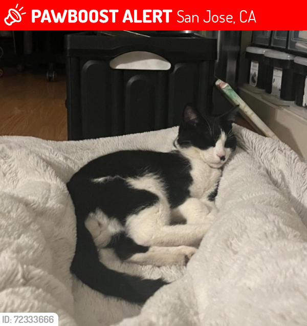 Lost Male Cat last seen Kirk Rd at Forman Ave, San Jose, CA 95124