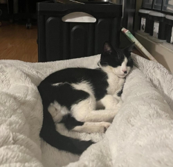 Lost Male Cat last seen Kirk Rd at Forman Ave, San Jose, CA 95124