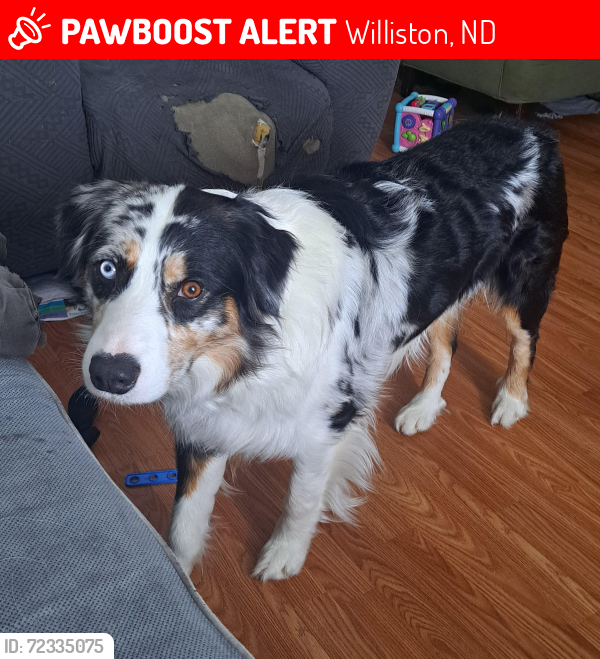 Lost Male Dog last seen Wilkinson school, Williston, ND 58801