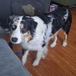 Lost Male Dog last seen Wilkinson school, Williston, ND 58801