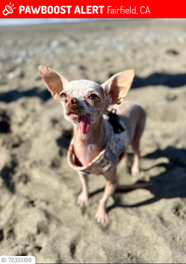 Lost Female Dog last seen Tahoe Ct & Lakeshore Blvd. , Fairfield, CA 94534