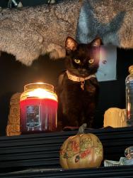 Lost Female Cat last seen Mickey Court in The Forrest , New Bern, NC 28562