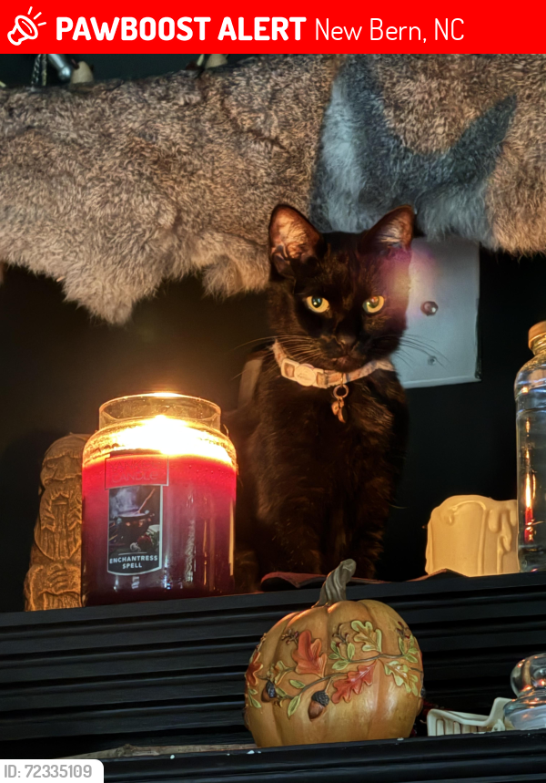 Lost Female Cat last seen Mickey Court in The Forrest , New Bern, NC 28562