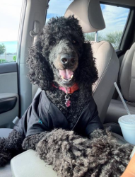 Reunited Female Dog last seen West and Broadway, Anaheim, Anaheim, CA 92815