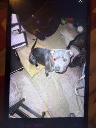 Lost Female Dog last seen Near Amsterdam ave, New York, NY 10027