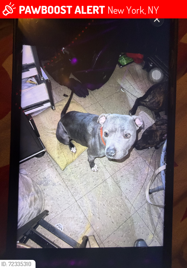 Lost Female Dog last seen Near Amsterdam ave, New York, NY 10027