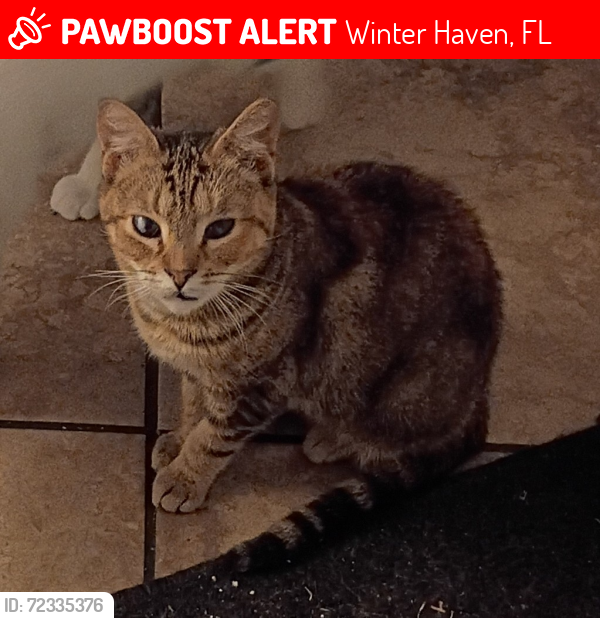 Lost Female Cat last seen Ave M NW near Police Station and apmts there, Winter Haven, FL 33881