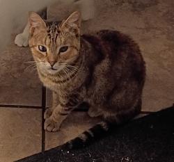Lost Female Cat last seen Ave M NW near Police Station and apmts there, Winter Haven, FL 33881