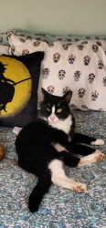 Lost Male Cat last seen Stillwater Road & Century Ave, Maplewood, MN 55119