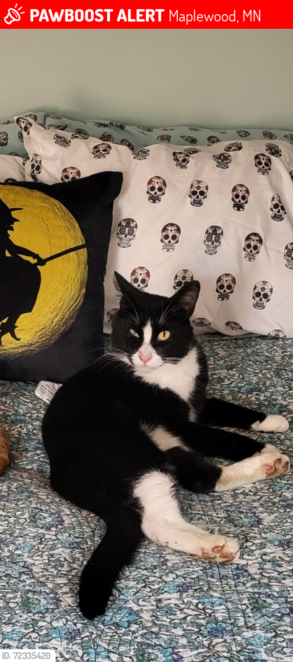 Lost Male Cat last seen Stillwater Road & Century Ave, Maplewood, MN 55119