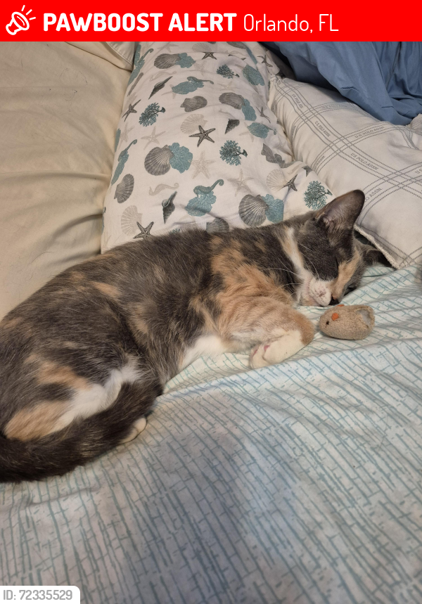 Lost Female Cat last seen Azalea park, Orlando, FL 32822