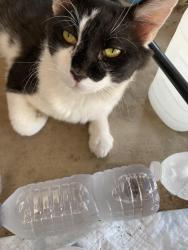 Lost Male Cat last seen Stapely/60, Mesa, AZ 85204