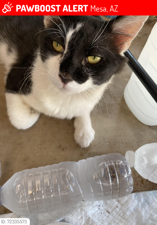 Lost Male Cat last seen Stapely/60, Mesa, AZ 85204