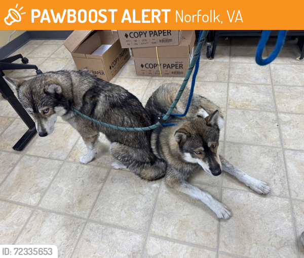 Found/Stray Male Dog last seen Princess Anne, Norfolk, VA 23502