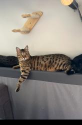 Lost Male Cat last seen Bay County Jail, Panama City, FL 32404