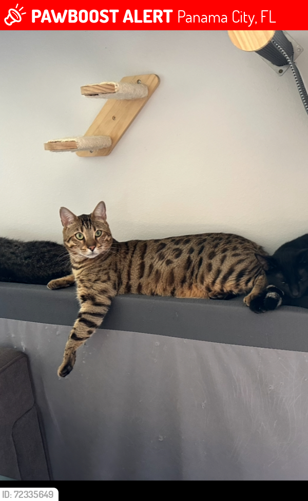 Lost Male Cat last seen Bay County Jail, Panama City, FL 32404