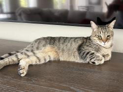 Lost Female Cat last seen Laurel Lakes Blvd Naples Fl , Naples, FL 34119