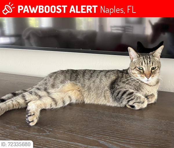 Lost Female Cat last seen Laurel Lakes Blvd Naples Fl , Naples, FL 34119