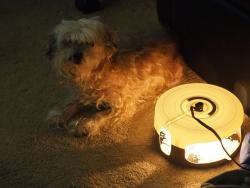 Lost Female Dog last seen Enchanted Firs mobile  park, Spanaway, at 8th Ave E and 208th St E, 1/2 mile South of Walmart. , Spanaway, WA 98387